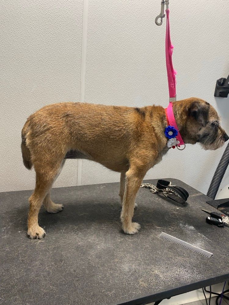 A brown dog is standing on a grooming table.