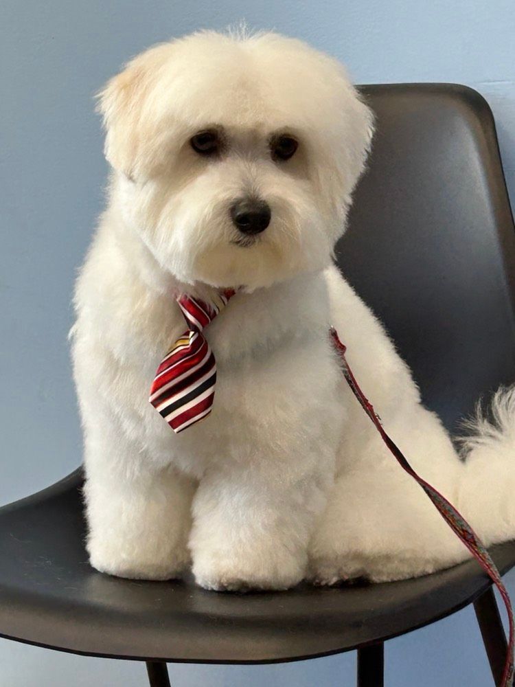 A small white dog wearing a tie is sitting on a chair