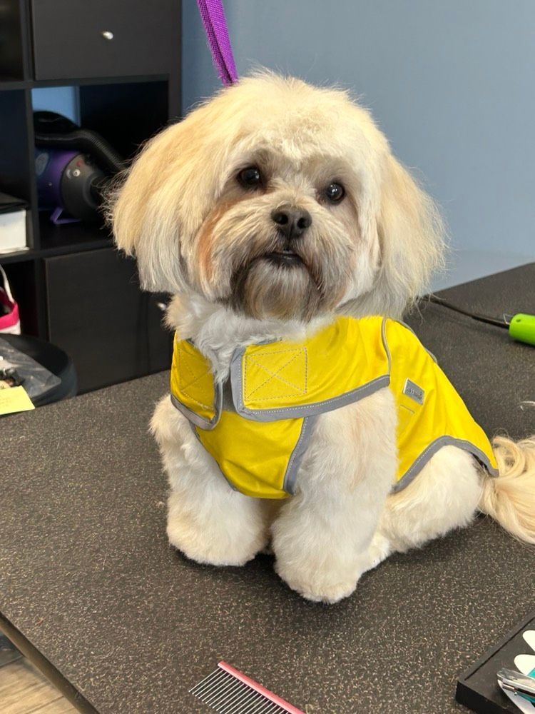 A small white dog wearing a yellow jacket is sitting on a table.