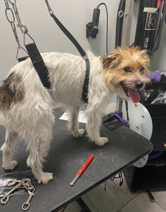 A dog with curlers on its head is being groomed