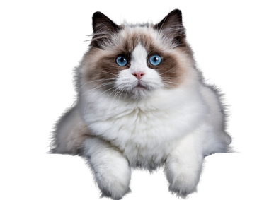 A brown and white cat with blue eyes is laying down on a white background.