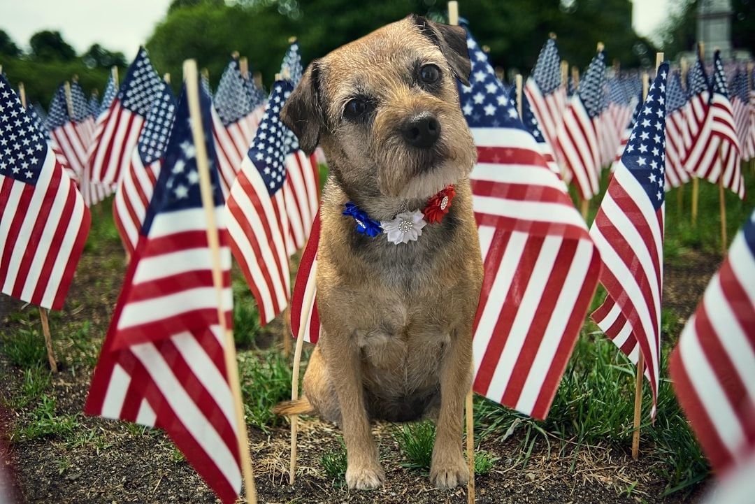 A dog is sitting in a field of american flags.