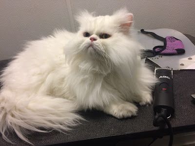 A person is vacuuming a gray cat with yellow eyes