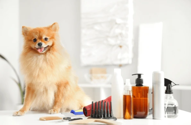 A dog with curlers on its head is being groomed