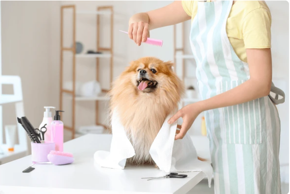 A dog with curlers on its head is being groomed