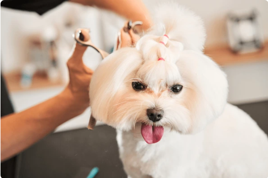 A person is cutting a dog 's hair with scissors.