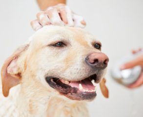 A person is washing a dog with soap and water.