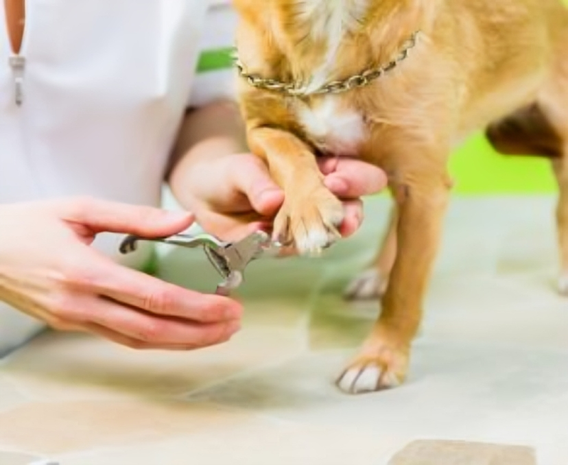 A person is cutting a dog 's nails with a pair of scissors.