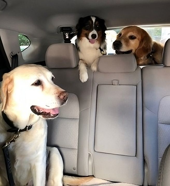 Three dogs are sitting in the back seat of a car