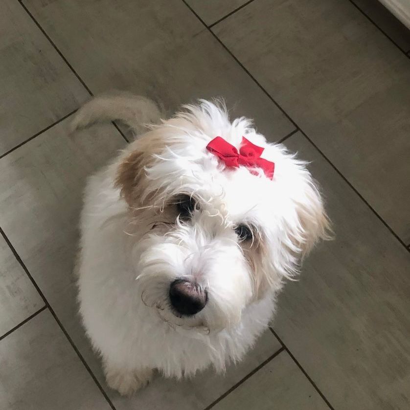 A small white dog with a red bow in its hair