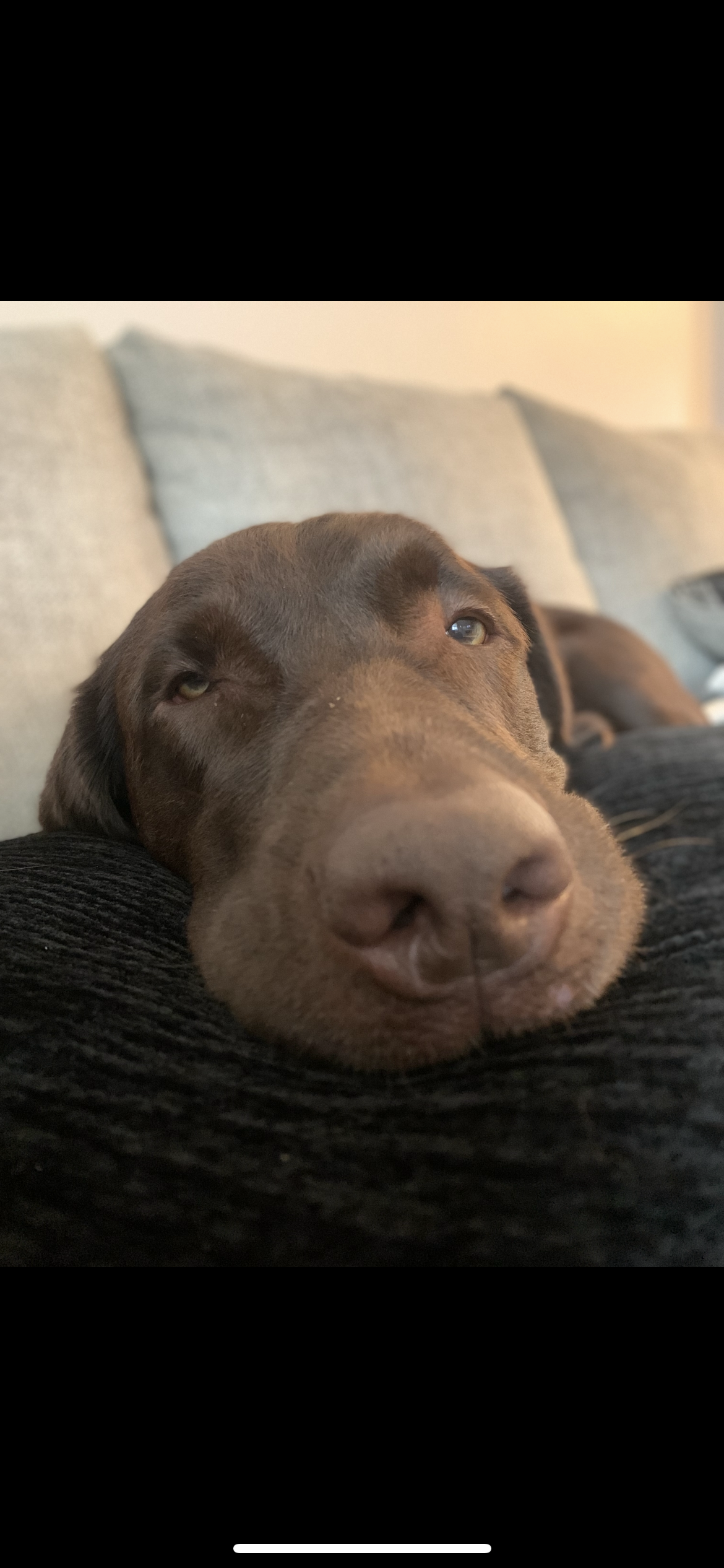 A close up of a dog laying on a couch.