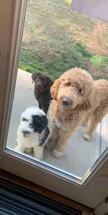 Three dogs are standing in front of a door looking out.