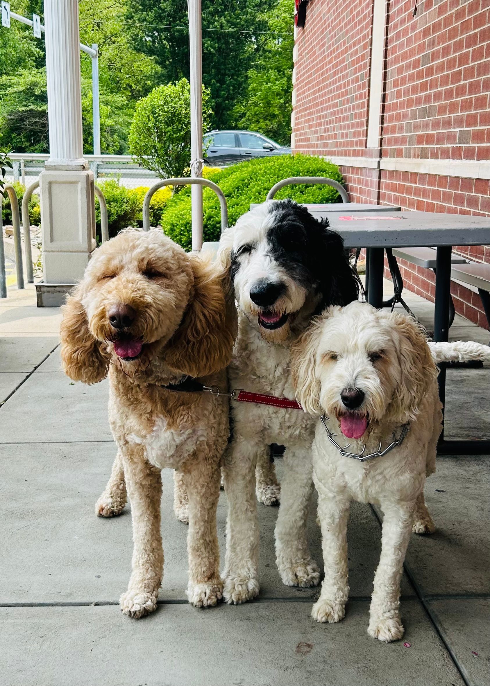 A small dog wearing a party hat is sitting on a wooden floor next to a person in a wheelchair.
