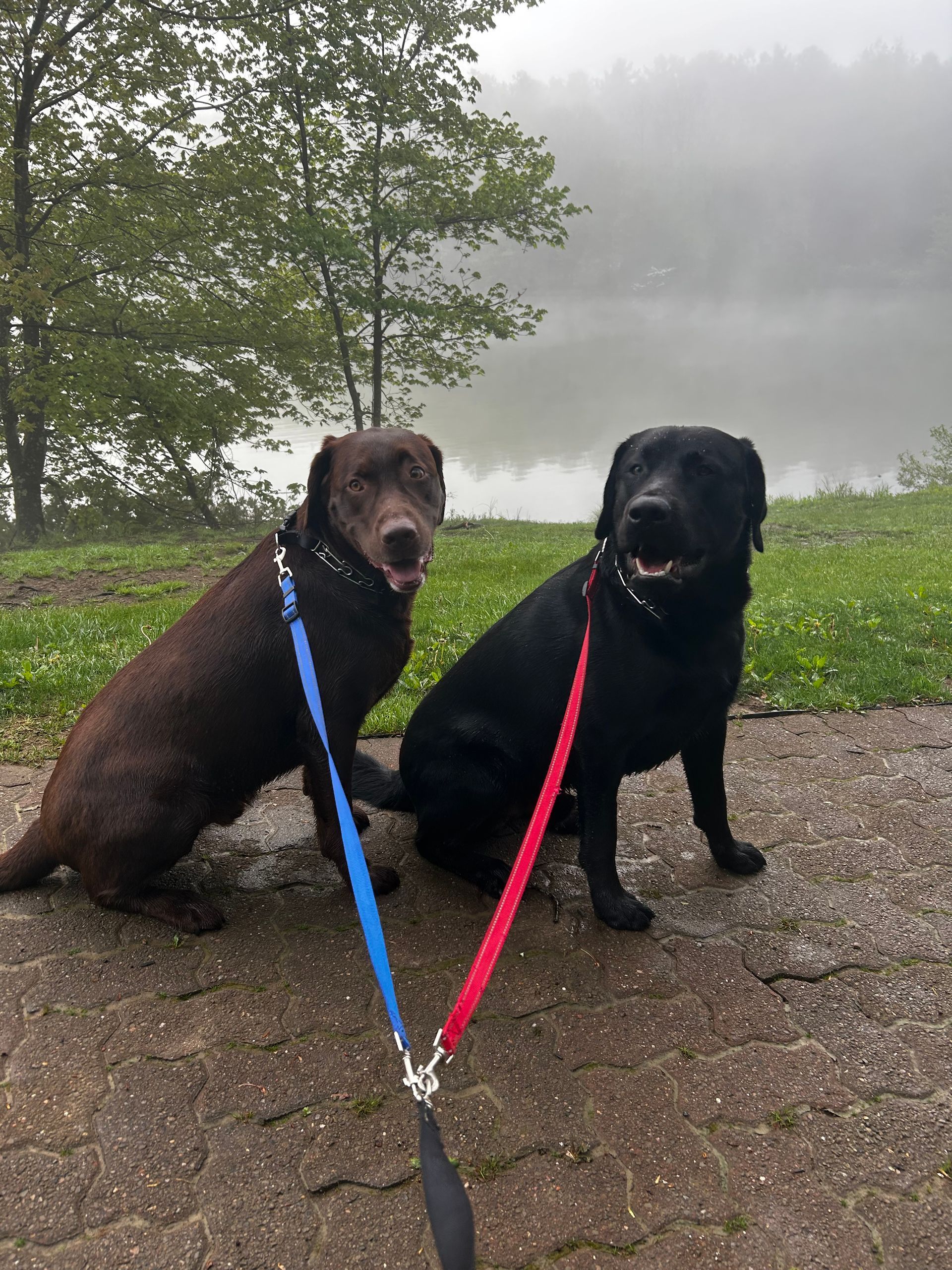 A man with a backpack is standing next to a lake in the woods.