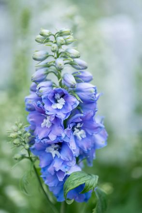 A close up of a blue flower with green leaves