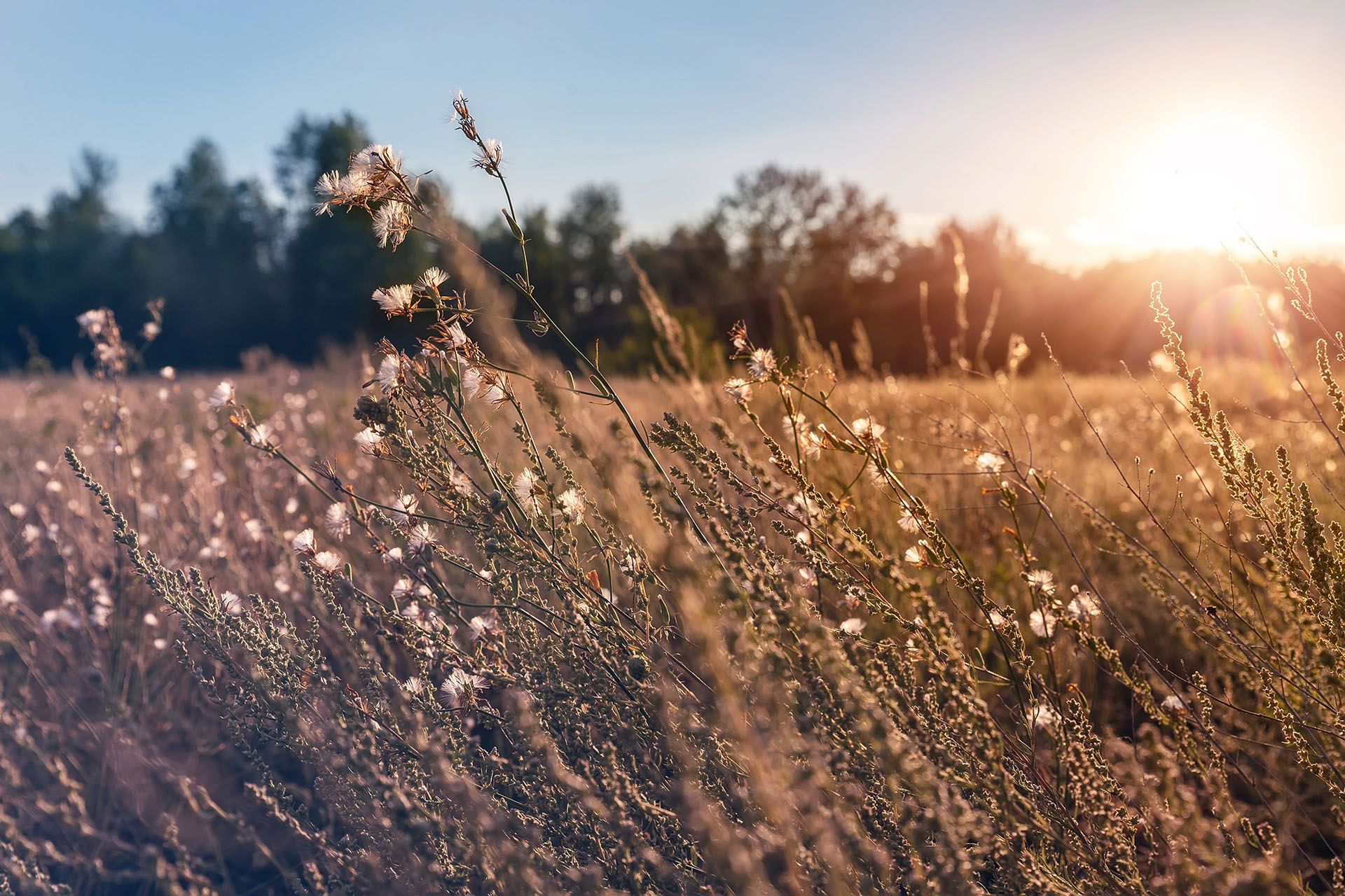 Golden field of tall grass and wildflowers bathed in warm sunlight at sunset.