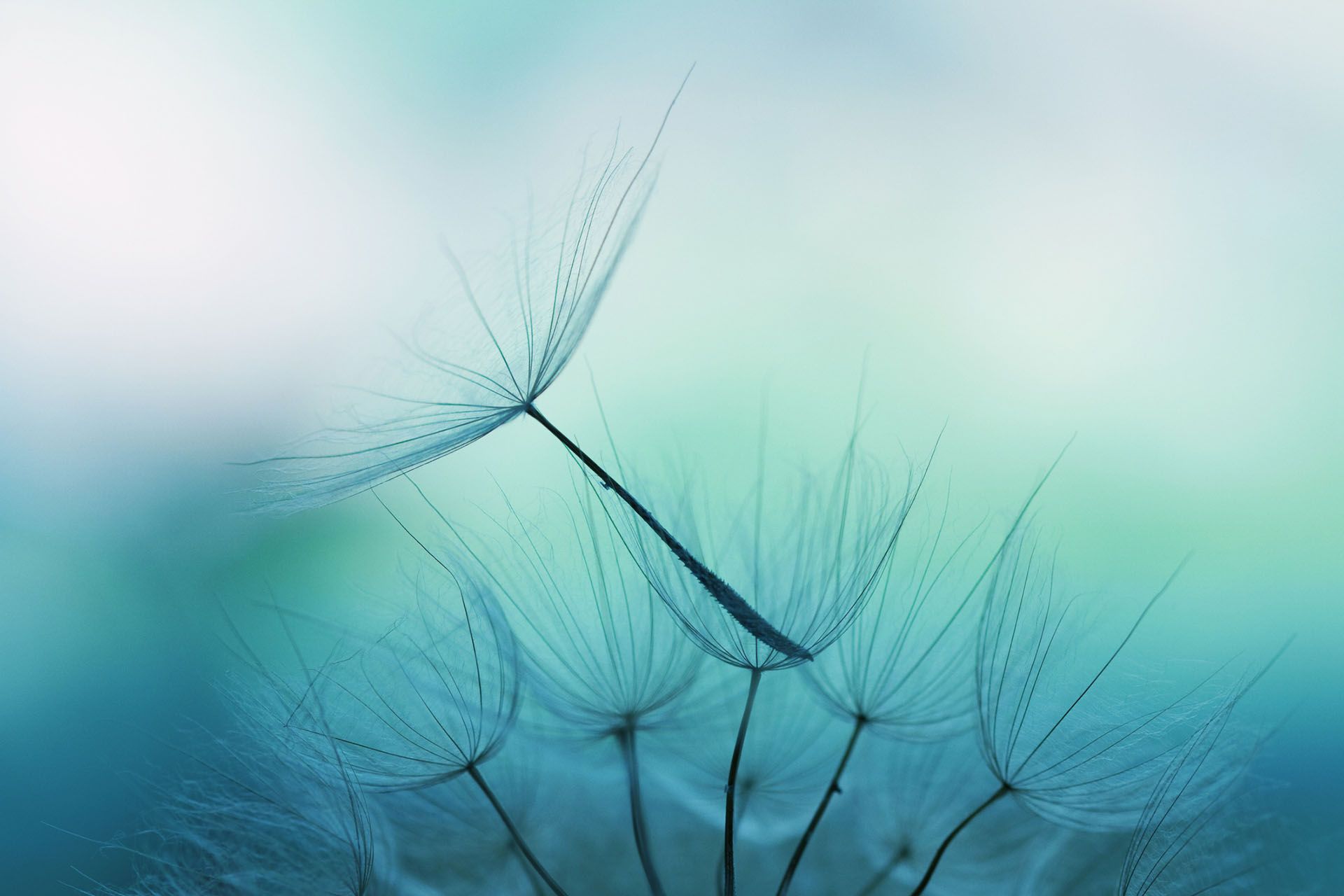 Close-up of dandelion seeds, delicate and feathery, against a soft blue-green background.