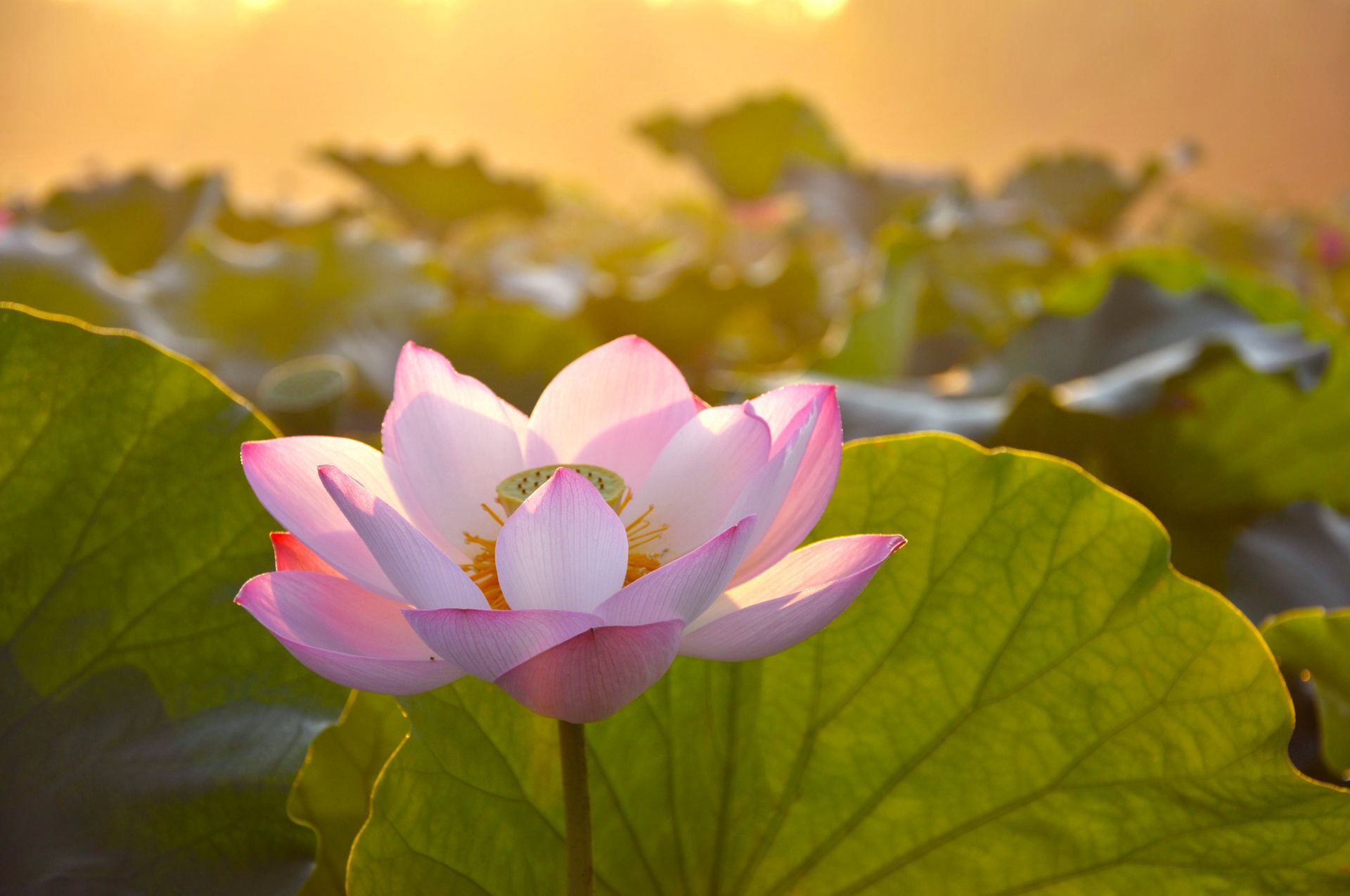 Pink lotus flower blooming, with green leaves, bathed in golden sunlight.