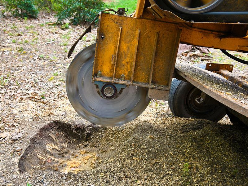 Stump Grinding Lismore — Green’s Tree Lopping in Rous Mill, NSW
