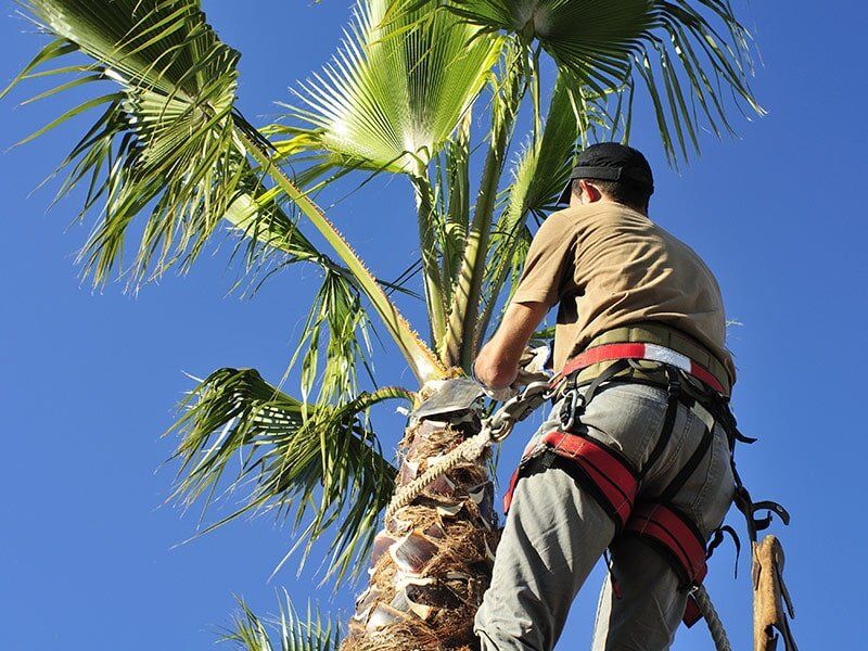 Man With Safety Harness Trimming Palm Tree — Green’s Tree Lopping in Rous Mill, NSW