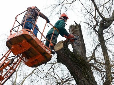 Men on Cherry Picker Cutting Tree Branch — Tree Removal Lismore