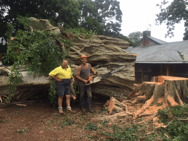 Two Arborists Standing Next to Extremely Large Tree Trunk — Tree Lopping Lismore NSW