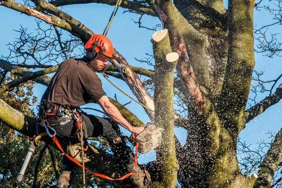 Cutting A Branch Of An Old Trees — Green’s Tree Lopping in Rous Mill, NSW