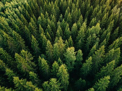 Aerial Top View Of Trees In Forest — Green’s Tree Lopping in Rous Mill, NSW