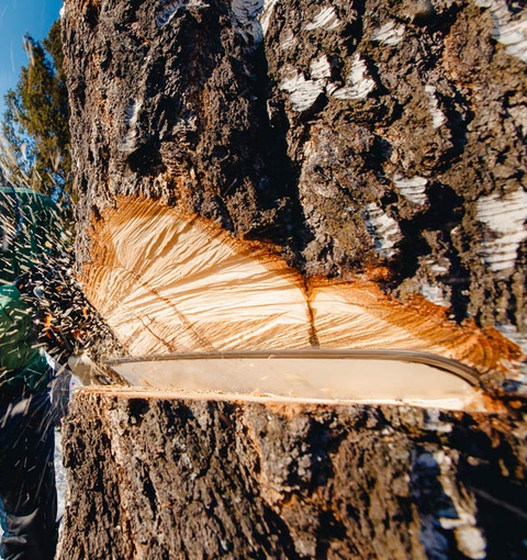 Close-up Of Woodcutter Lumberjack — Green’s Tree Lopping in Rous Mill, NSW