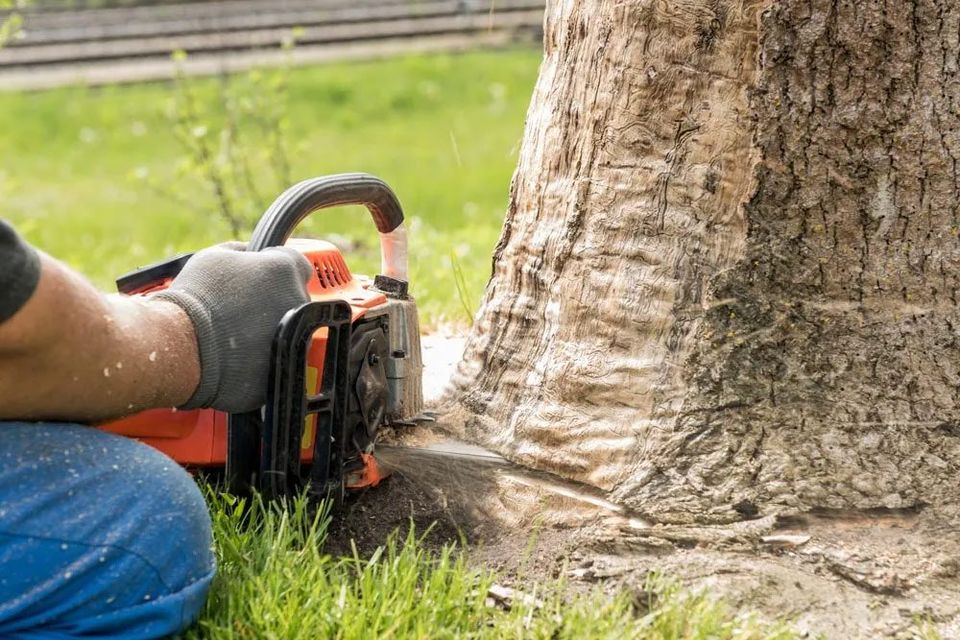 Removal Of Dry Wood — Green’s Tree Lopping in Rous Mill, NSW