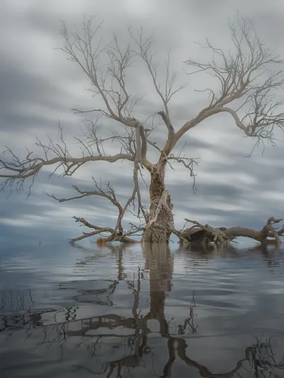 A tree without leaves is standing in the middle of a lake.