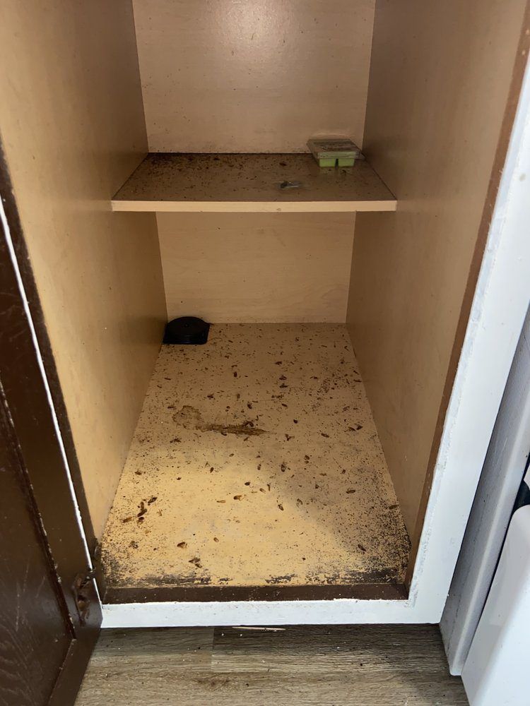 Dirty kitchen cabinet with shelf. Tan interior, stained bottom and shelf.