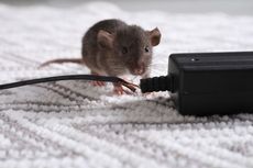 A gray rat gnawing on a black electrical cord next to a black outlet on a white textured surface.