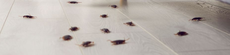 Cockroaches crawling on a light-colored floor.