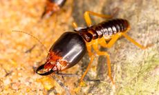 Termite with dark head and jaws, light body, on sandy surface.