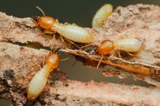 Termites with orange heads and white bodies on damaged wood.