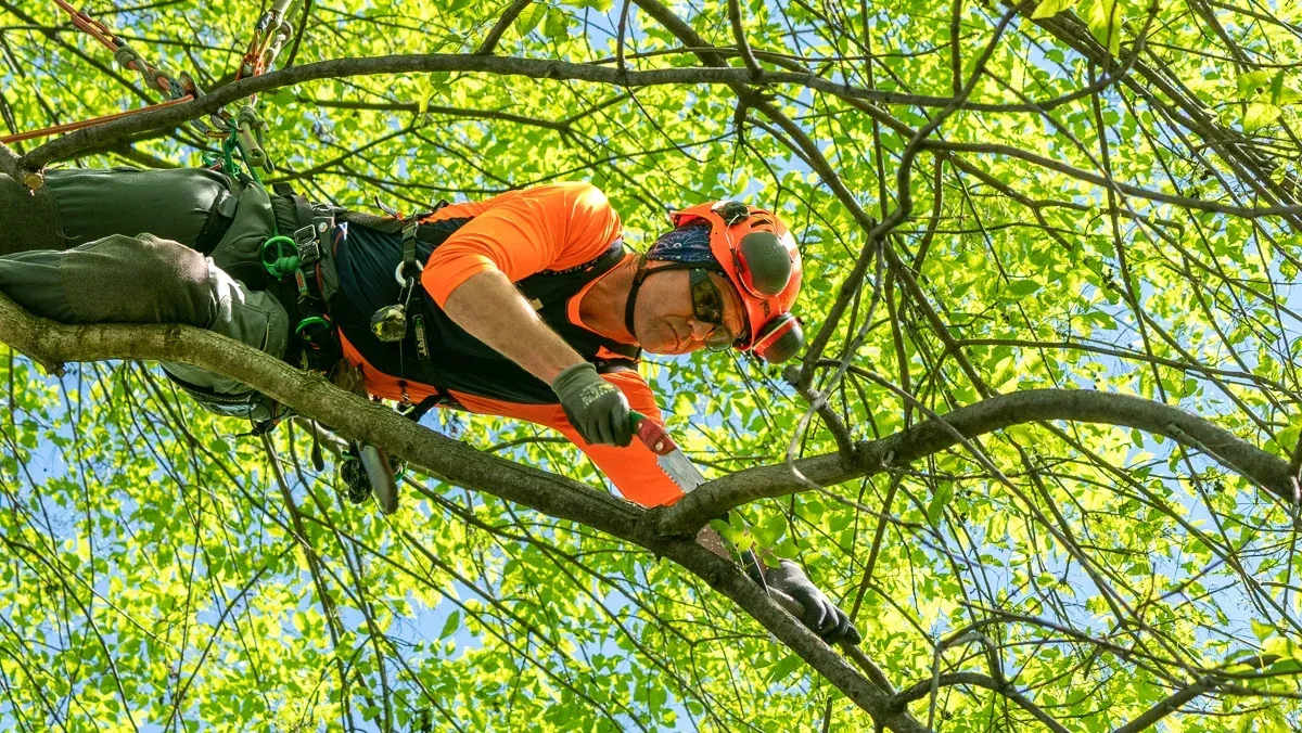 Arborist in orange safety gear, trimming tree branches with a saw in Frisco.