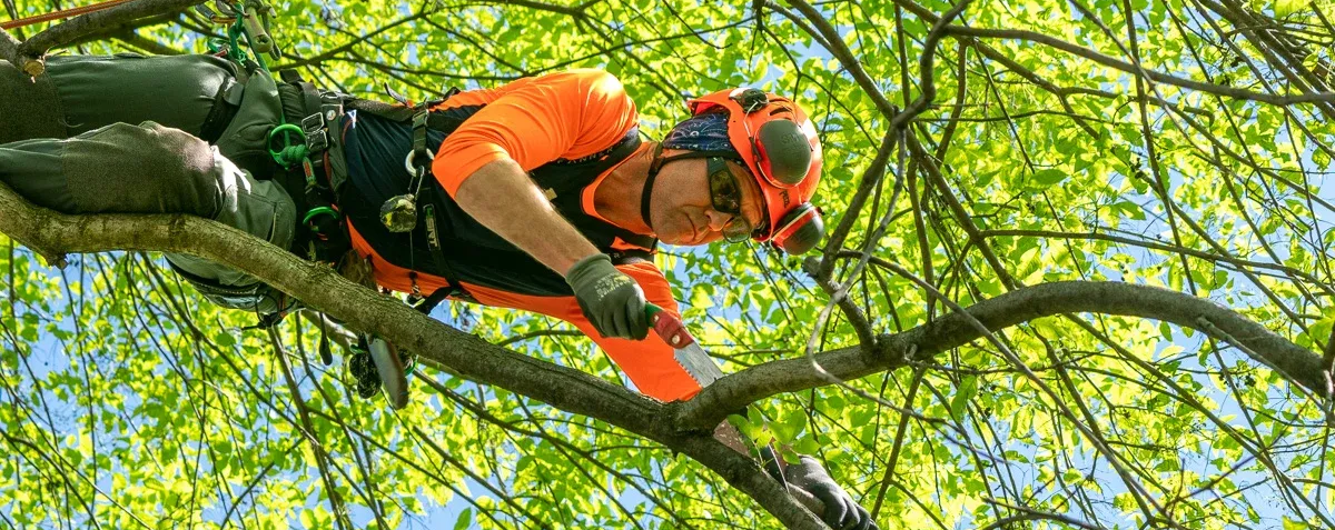 Arborist in orange safety gear using a saw on a tree branch. Green leaves surround the tree.