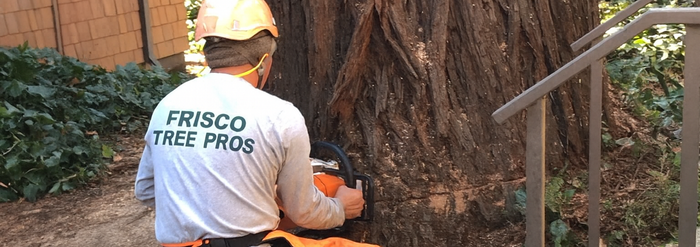 Arborist cutting a large tree with a chainsaw. Wearing a hard hat and a shirt that says