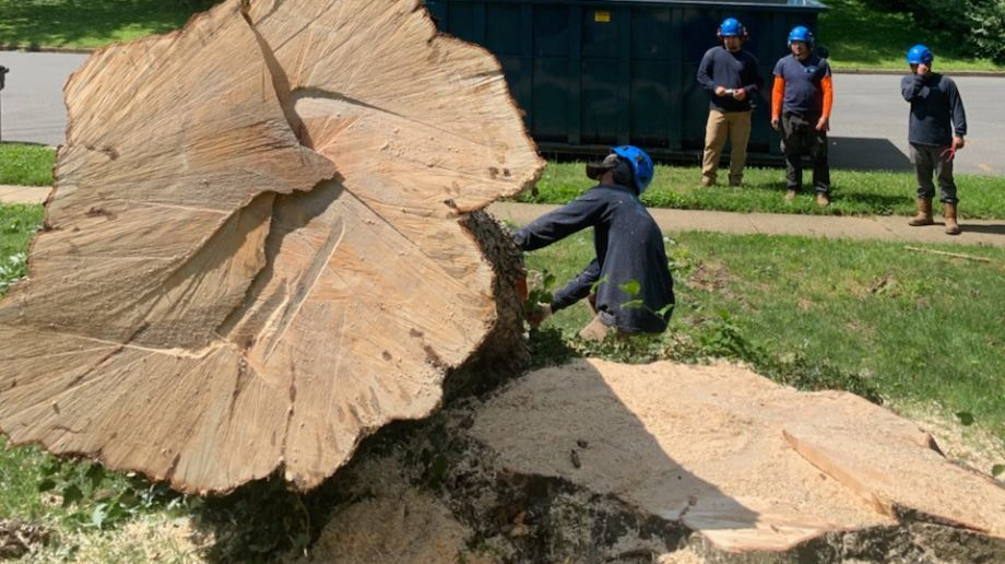 Arborist examining a huge tree slice, another team watches; grassy lawn and street with a large blue dumpster.