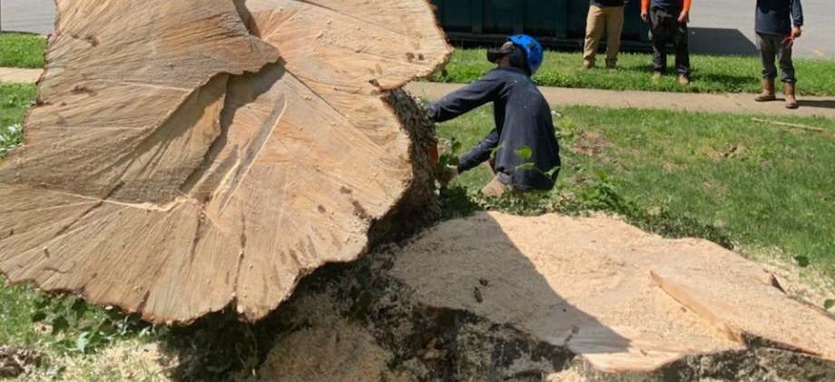 Arborist inspects a large tree trunk cut on grass near a curb. Three other workers watch in the background.