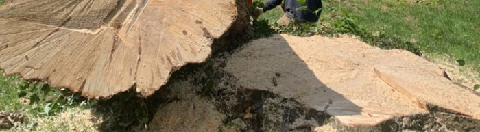 Person cutting a large tree trunk with a chainsaw on grass; sawdust on the ground in frisco.