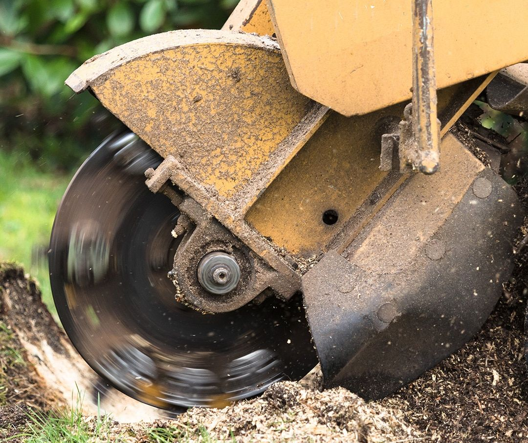 Yellow stump grinder cutting a tree stump.