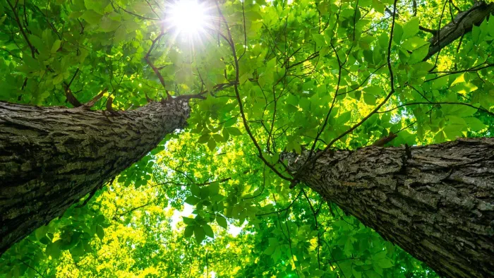 Looking up at tall trees with green leaves and bright sunlight shining through.