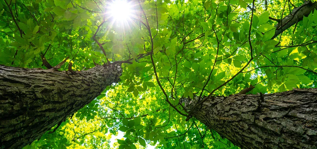 Looking up through green leaves towards the bright sun shining. Two large tree trunks frame the image.