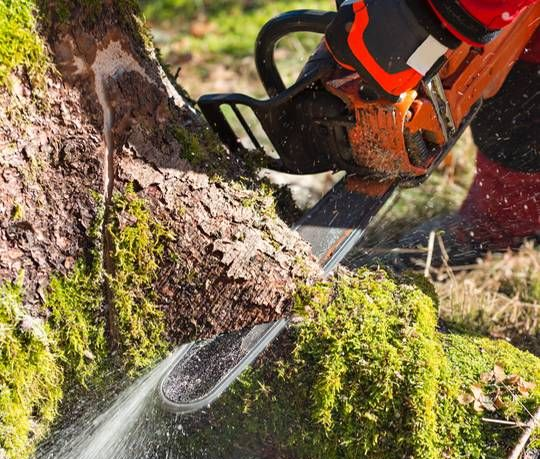 Chainsaw cutting a tree trunk; worker wearing protective gear outdoors.