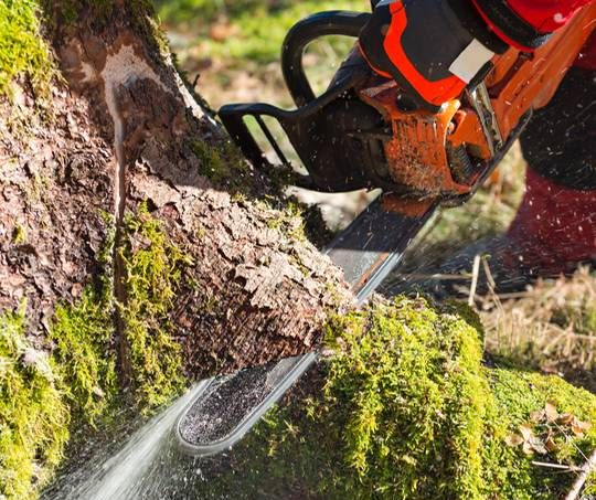 Person using an orange chainsaw to cut a tree, spraying sawdust.