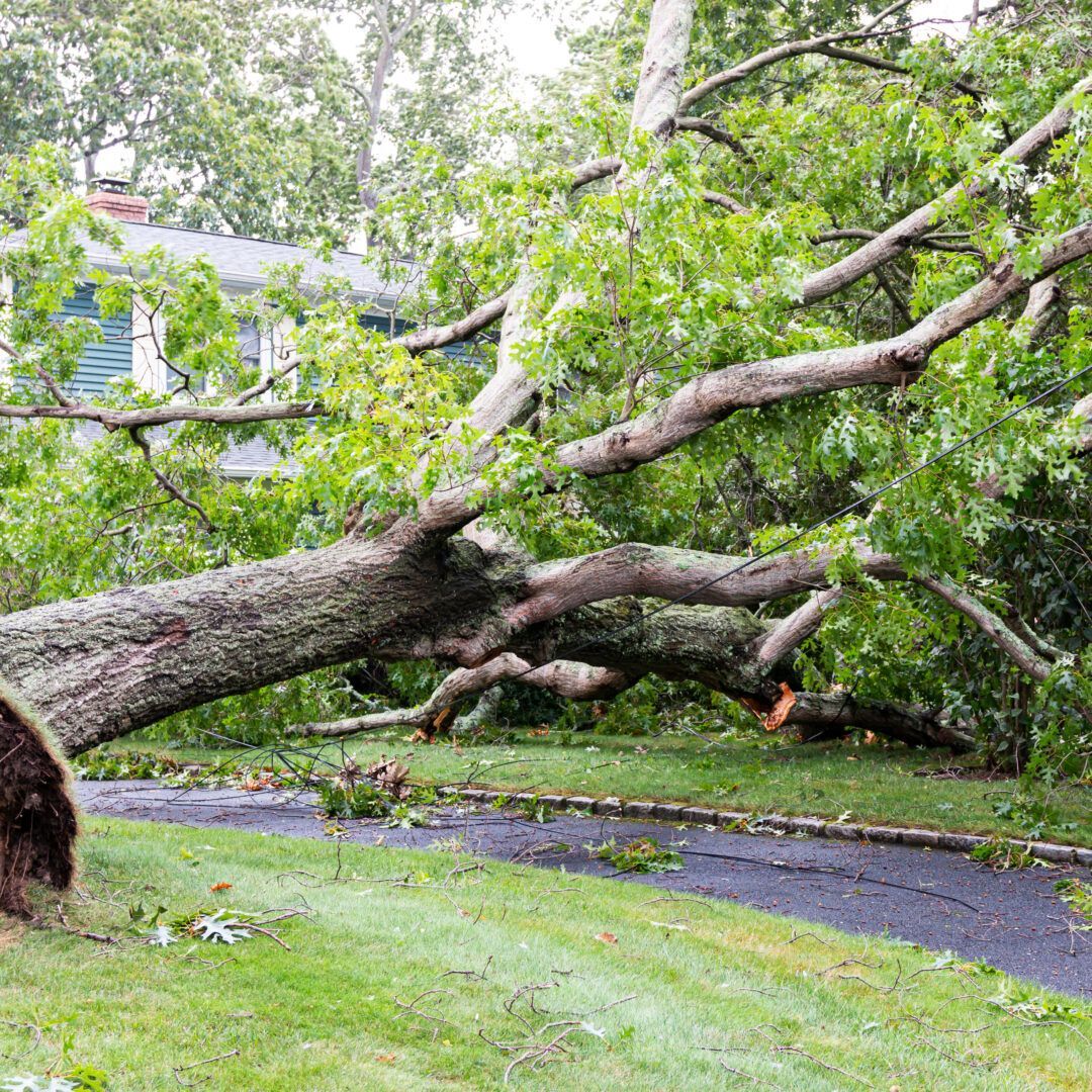 Fallen tree blocking a driveway and lawn, near a house with a blue siding, after a storm.