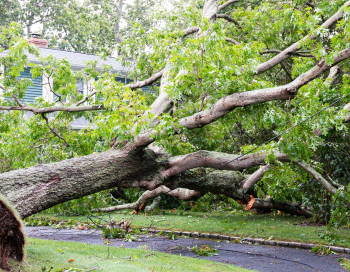 Large tree fallen across a paved driveway, partially blocking a green house.