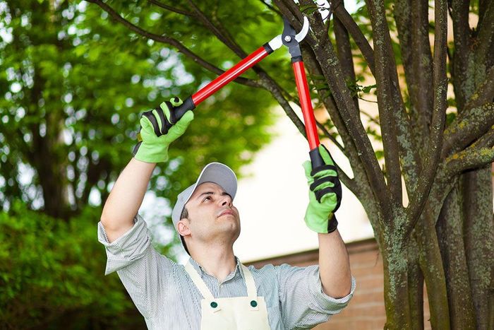 Man pruning tree branches with shears, wearing gloves and a cap outdoors.